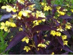 Вербейник реснитчатый 