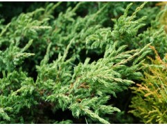 Можжевельник обыкновенный 