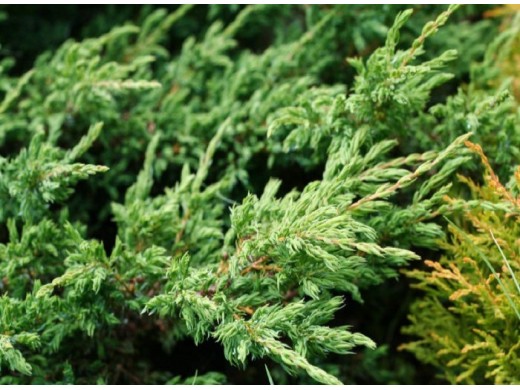 Можжевельник обыкновенный Можжевельник обыкновенный