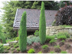 Можжевельник обыкновенный 