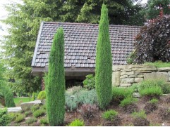 Можжевельник обыкновенный 