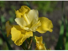 Ирис сибирский Ирис сибирский