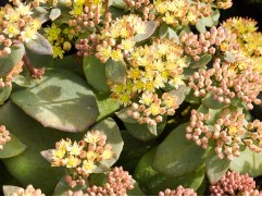 Очиток телефиум Очиток телефиум