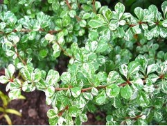 Барбарис Тунберга 