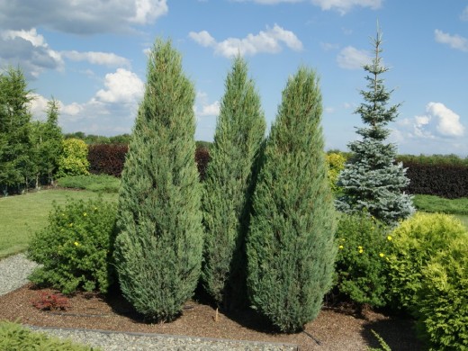 Можжевельник скальный Можжевельник скальный