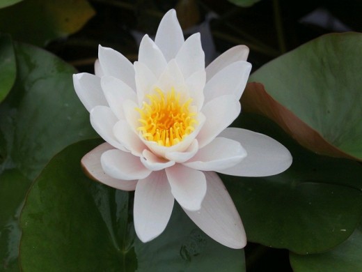 Нимфея Нимфея