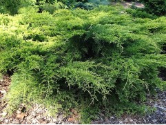 Можжевельник средний 