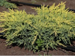 Можжевельник средний 