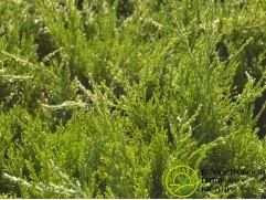 Можжевельник средний 