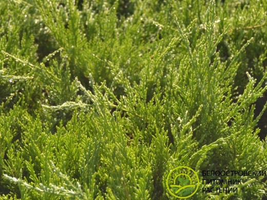 Можжевельник средний Можжевельник средний