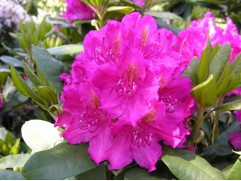 Рододендрон гибридный 
