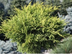 Можжевельник средний 