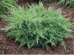 Можжевельник средний 