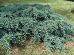 Можжевельник чешуйчатый 