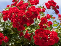 Роза штамбовая почвопокровная красная  (Контейнер 10,0л)