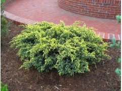 Можжевельник чешуйчатый 