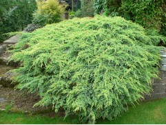 Можжевельник чешуйчатый Можжевельник чешуйчатый