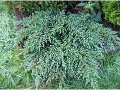 Можжевельник чешуйчатый 