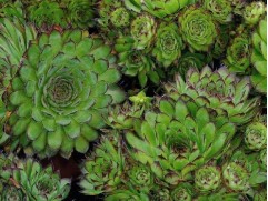 Молодило гибридное 