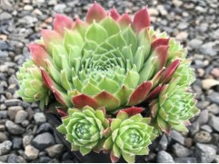 Молодило гибридное "Sirius" (Контейнер 1,0л.)