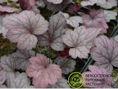 Гейхера гибридная 