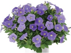 Петуния ампельная Петуния ампельная