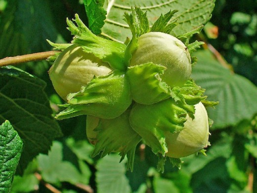 Лещина (фундук) Лещина (фундук)