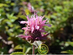 Монарда гибридная Монарда гибридная