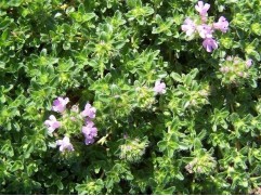 Тимьян ранний Тимьян ранний