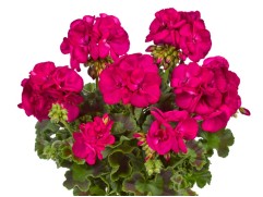 Пеларгония зональная Пеларгония зональная