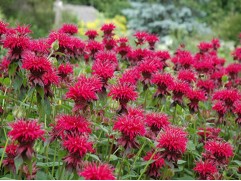 Монарда гибридная Монарда гибридная