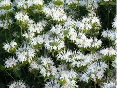 Монарда гибридная Монарда гибридная