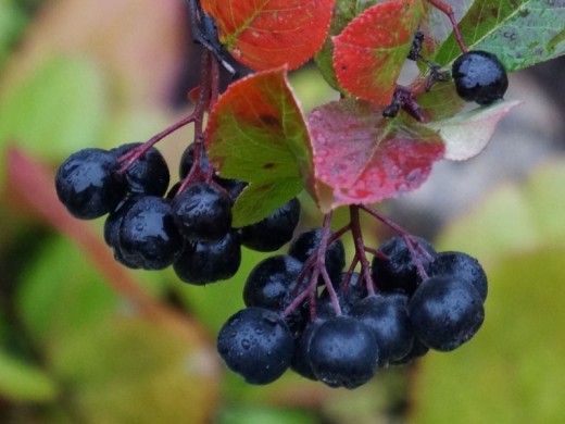 Черноплодная рябина (Контейнер 3,0л) Черноплодная рябина (Контейнер 3,0л)