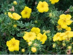 Лапчатка кустарниковая Лапчатка кустарниковая