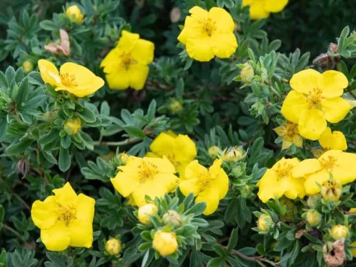 Лапчатка кустарниковая Лапчатка кустарниковая