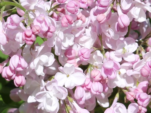 Сирень обыкновенная Сирень обыкновенная