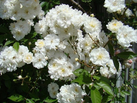 Роза мускусная Роза мускусная