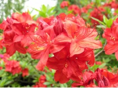 Рододендрон листопадный (азалия) 