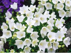 Колокольчик карпатский Колокольчик карпатский