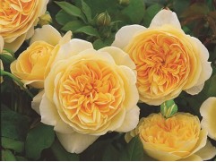 Роза английская 