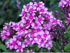 Флокс метельчатый 