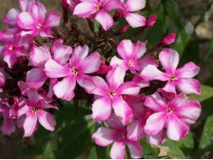 Флокс метельчатый 