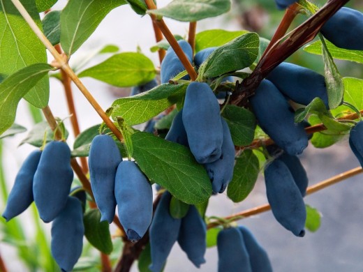 Жимолость Жимолость