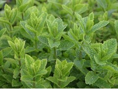 Мята колосистая 