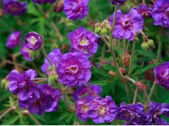 Герань гималайская 