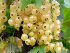 Смородина белая 