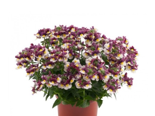 Немезия Немезия