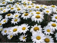 Нивяник великолепный 