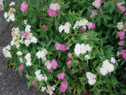 Спирея японская Спирея японская