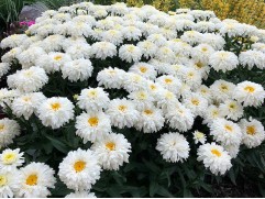 Нивяник великолепный 